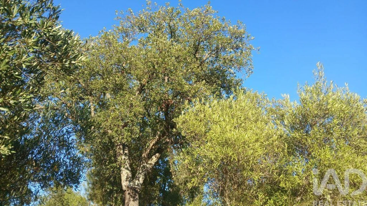 Terreno para Venda em Sarzedas Foto 23