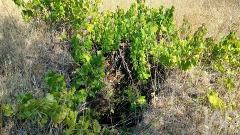 Terreno para Venda em Sarzedas