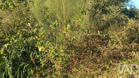 Terreno para Venda em Sarzedas