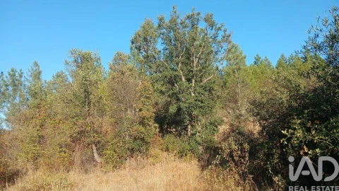 Terreno para Venda em Sarzedas