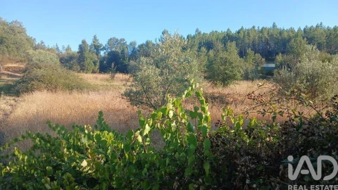 Terreno para Venda em Sarzedas