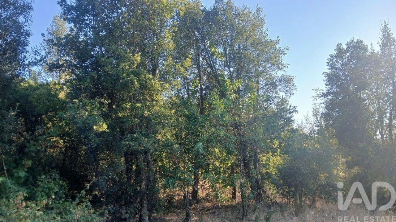 Terreno para Venda em Sarzedas Foto 9