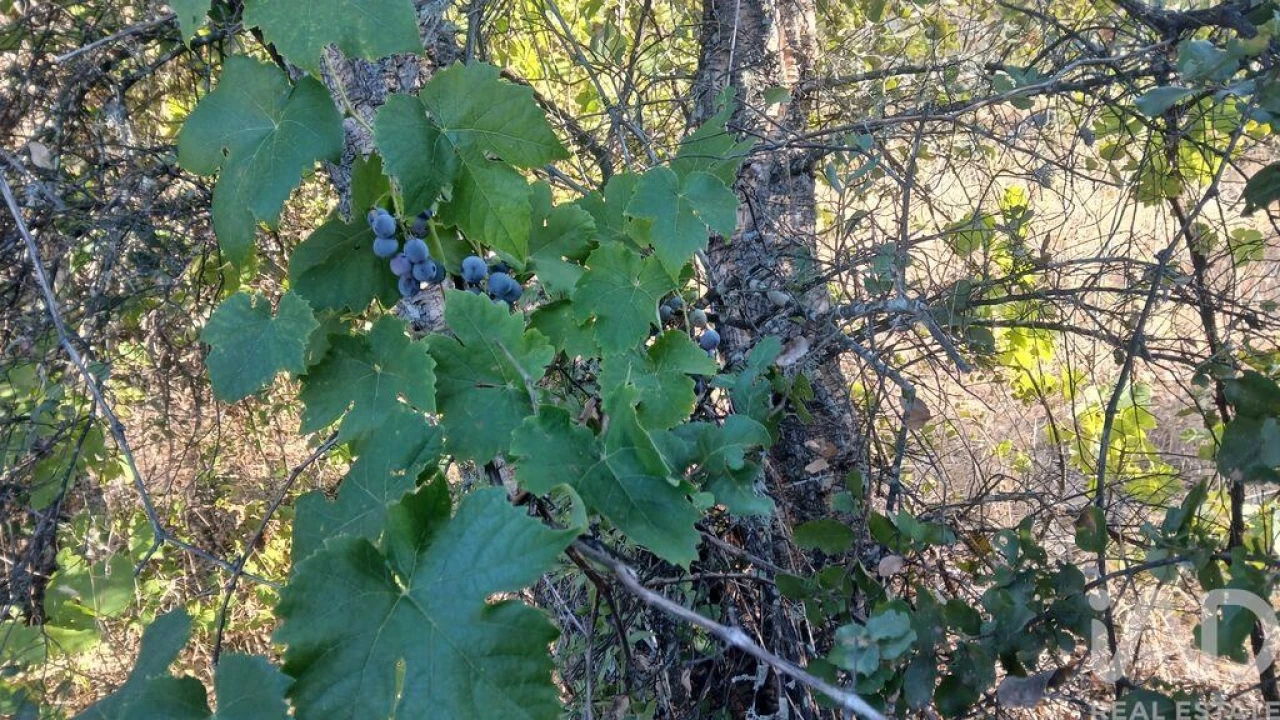 Terreno para Venda em Sarzedas Foto 5