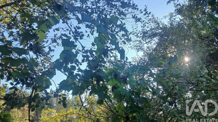 Terreno para Venda em Sarzedas Foto 16