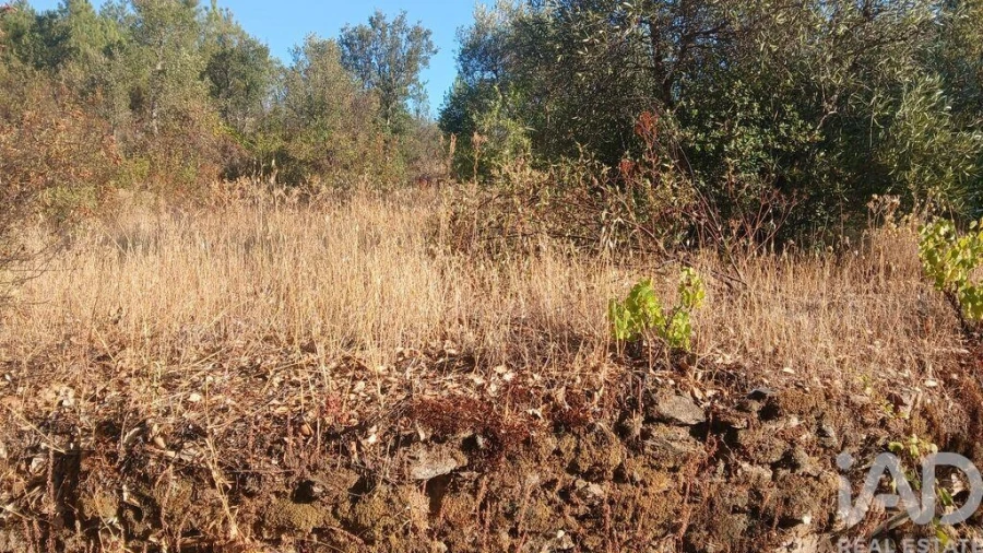 Terreno para Venda em Sarzedas Foto 10
