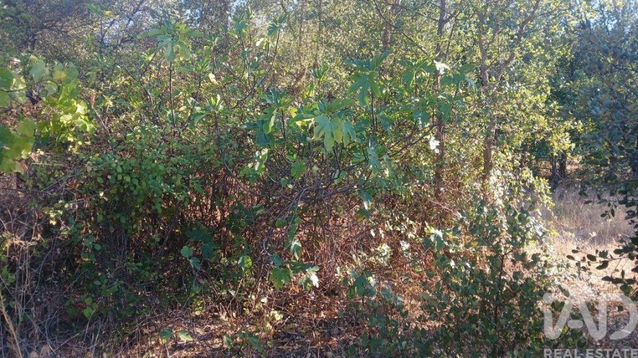 Terreno para Venda em Sarzedas Foto 13