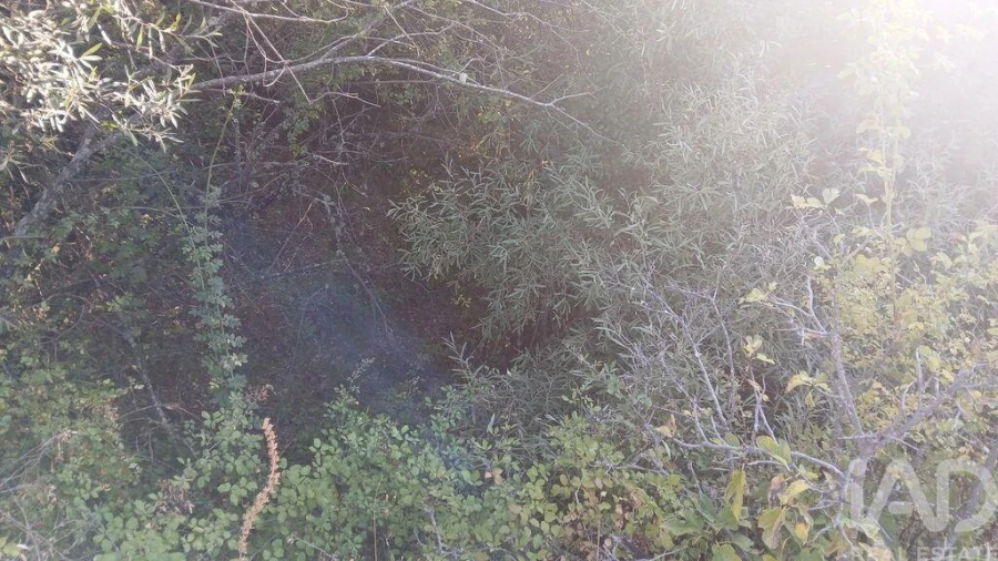 Terreno para Venda em Sarzedas Foto 27