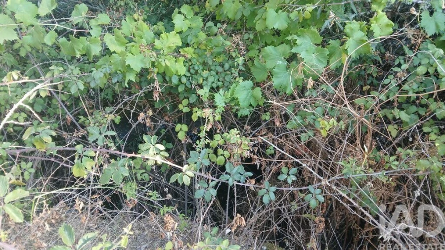 Terreno para Venda em Sarzedas Foto 3