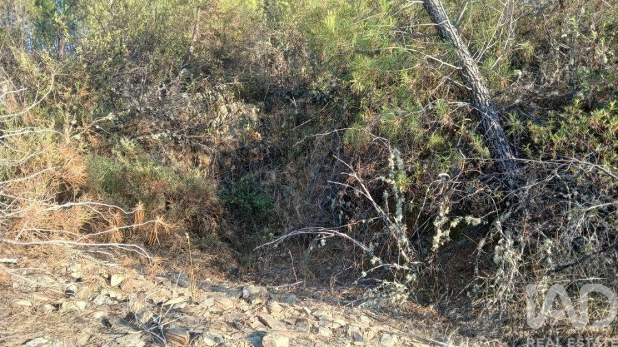 Terreno para Venda em Sarzedas Foto 29