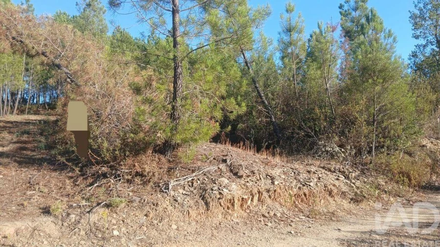 Terreno para Venda em Sarzedas Foto 14