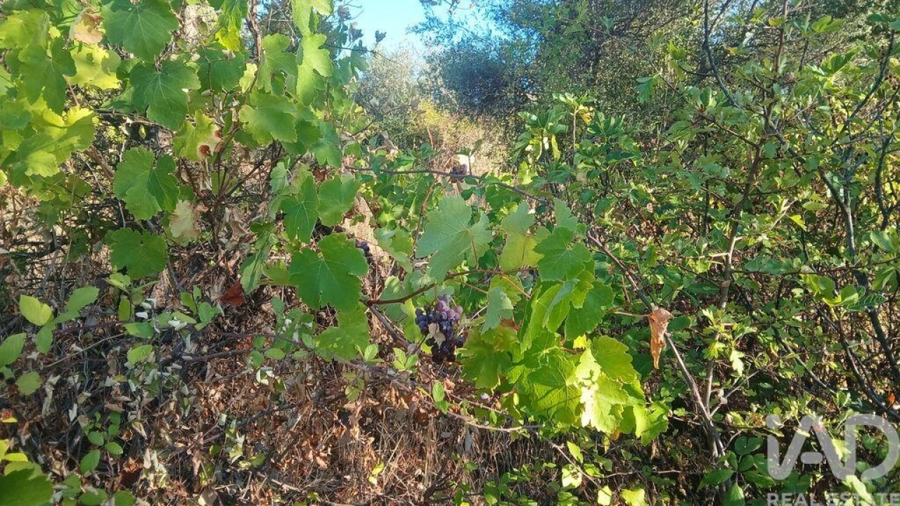 Terreno para Venda em Sarzedas Foto 12