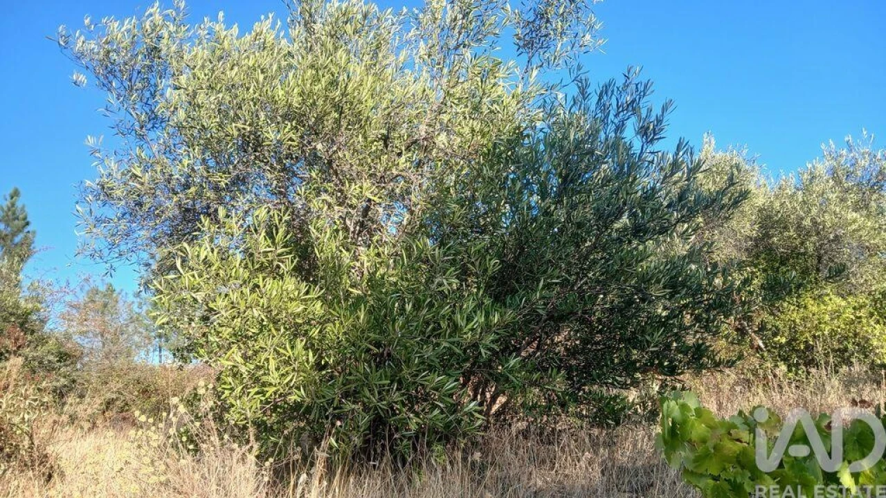 Terreno para Venda em Sarzedas Foto 11
