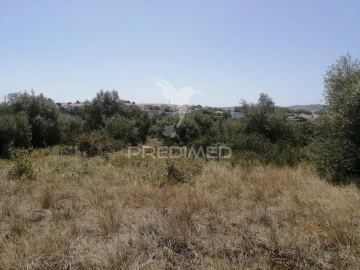 Terreno para Venda em Santa Maria e São Miguel, São Martinho, São Pedro Penaferrim