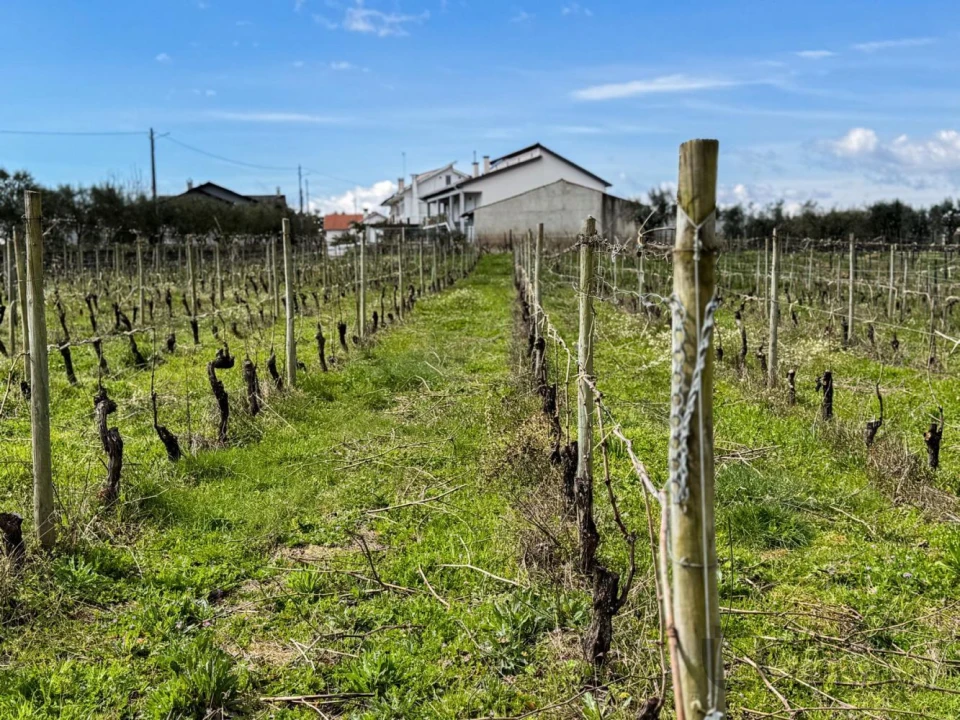 Terreno para Venda em Silgueiros Foto 12