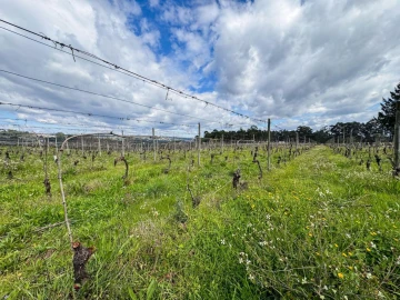 Terreno para Venda em Silgueiros