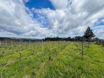 Terreno para Venda em Silgueiros