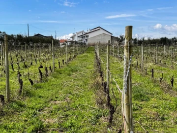 Terreno para Venda em Silgueiros