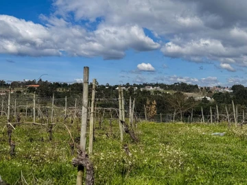 Terreno para Venda em Silgueiros