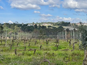 Terreno para Venda em Silgueiros