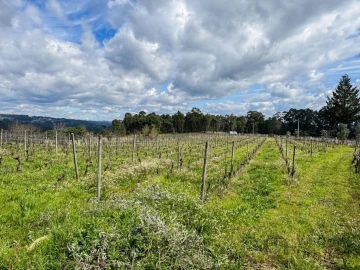 Terreno para Venda em Silgueiros
