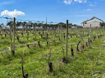 Terreno para Venda em Silgueiros