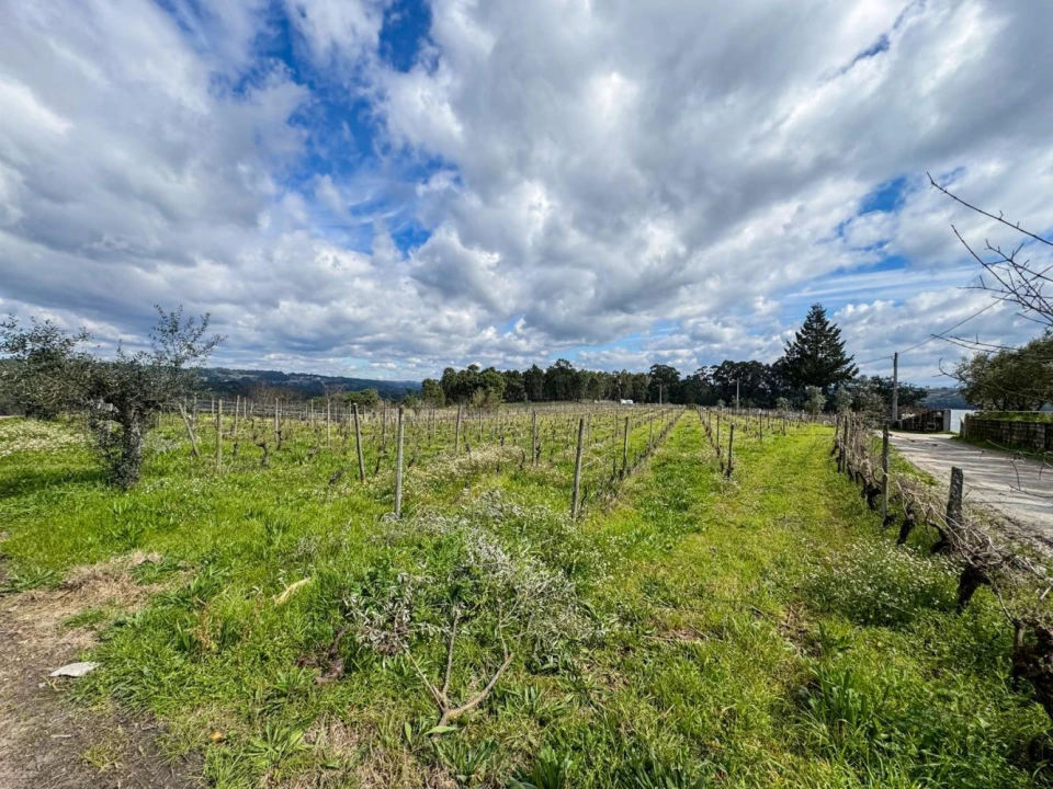Terreno para Venda em Silgueiros Foto 24