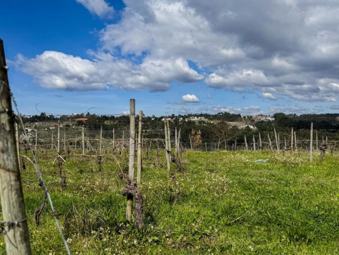 Terreno para Venda em Silgueiros Foto 20