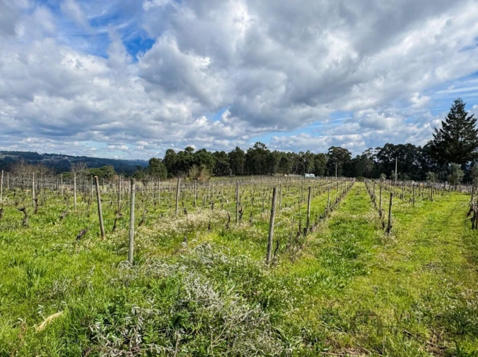 Terreno para Venda em Silgueiros Foto 25
