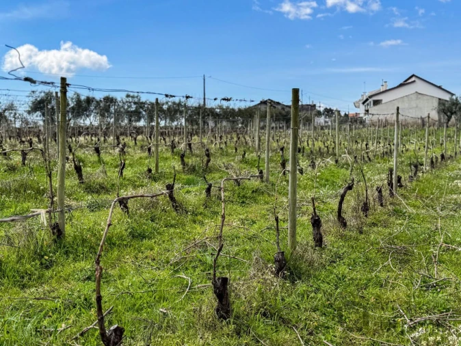 Terreno para Venda em Silgueiros Foto 14