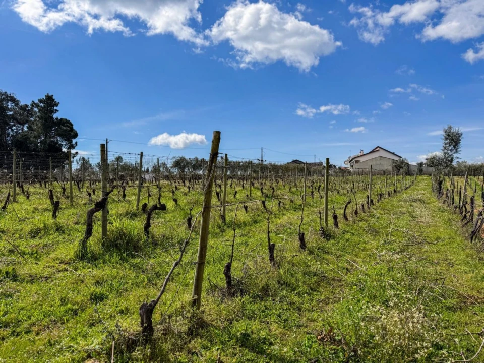 Terreno para Venda em Silgueiros Foto 18