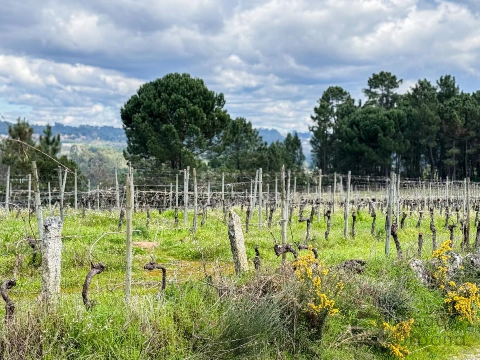 Terreno para Venda em Silgueiros Foto 11