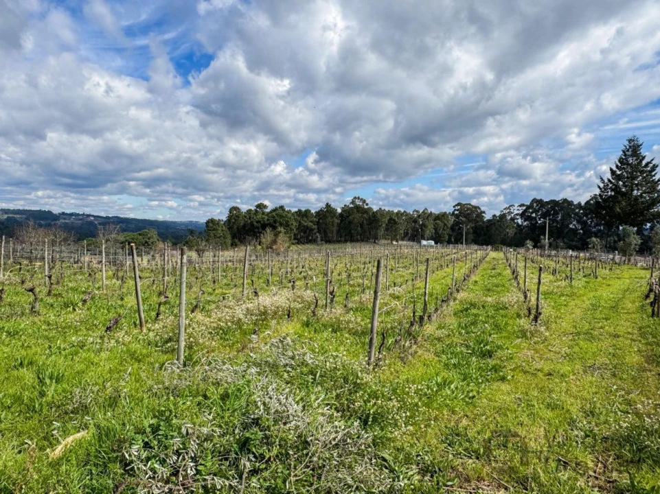 Terreno para Venda em Silgueiros Foto 25