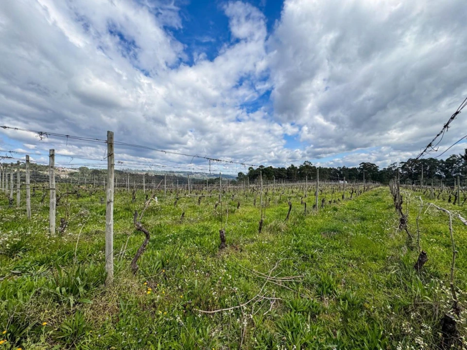 Terreno para Venda em Silgueiros Foto 28