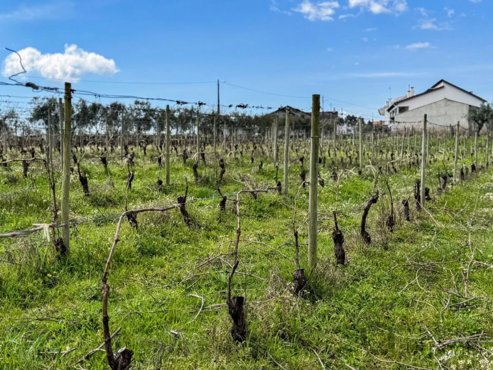 Terreno para Venda em Silgueiros Foto 14
