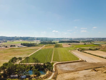 Terreno para Venda em Bombarral e Vale Covo