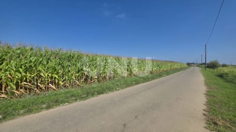 Terreno Agricola ou Rústico para Venda em Valega