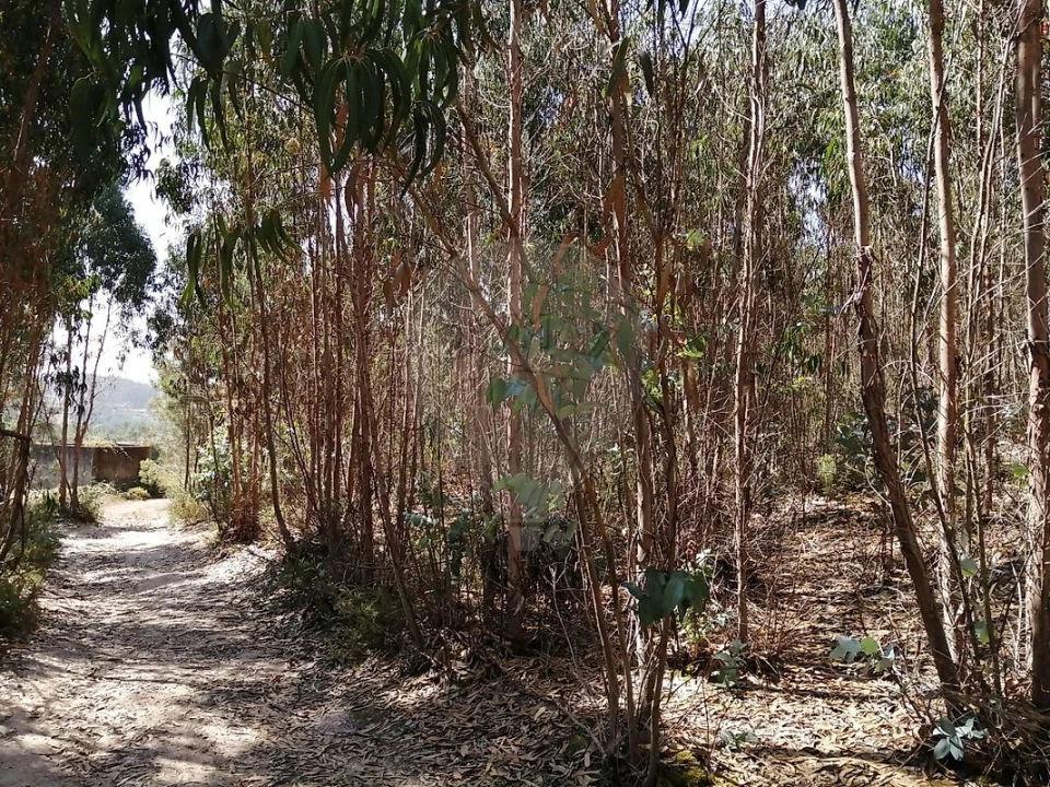 Terreno para Venda em Ponte do Rol Foto 5