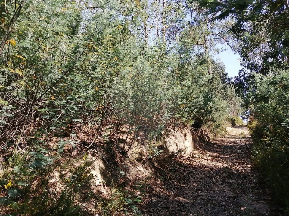 Terreno para Venda em Ponte do Rol Foto 7