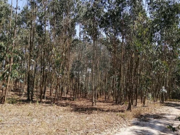 Terreno para Venda em Ponte do Rol