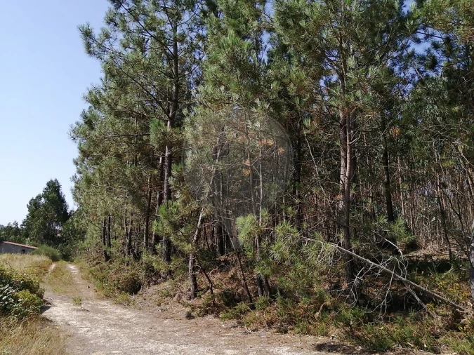Terreno para Venda em Ponte do Rol Foto 3