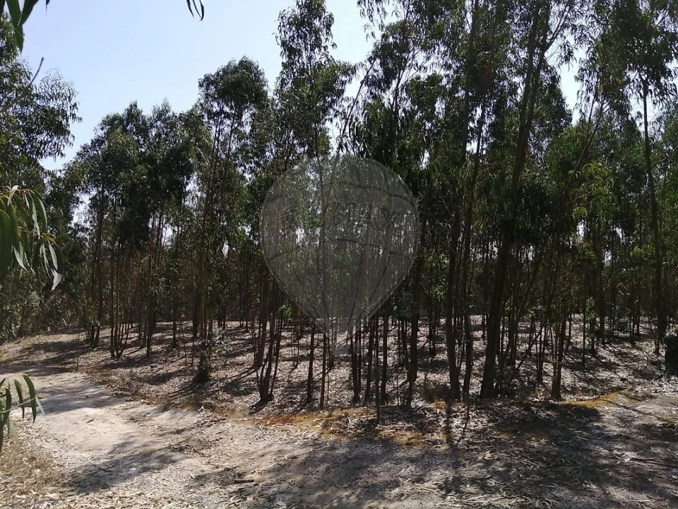 Terreno para Venda em Ponte do Rol Foto 1