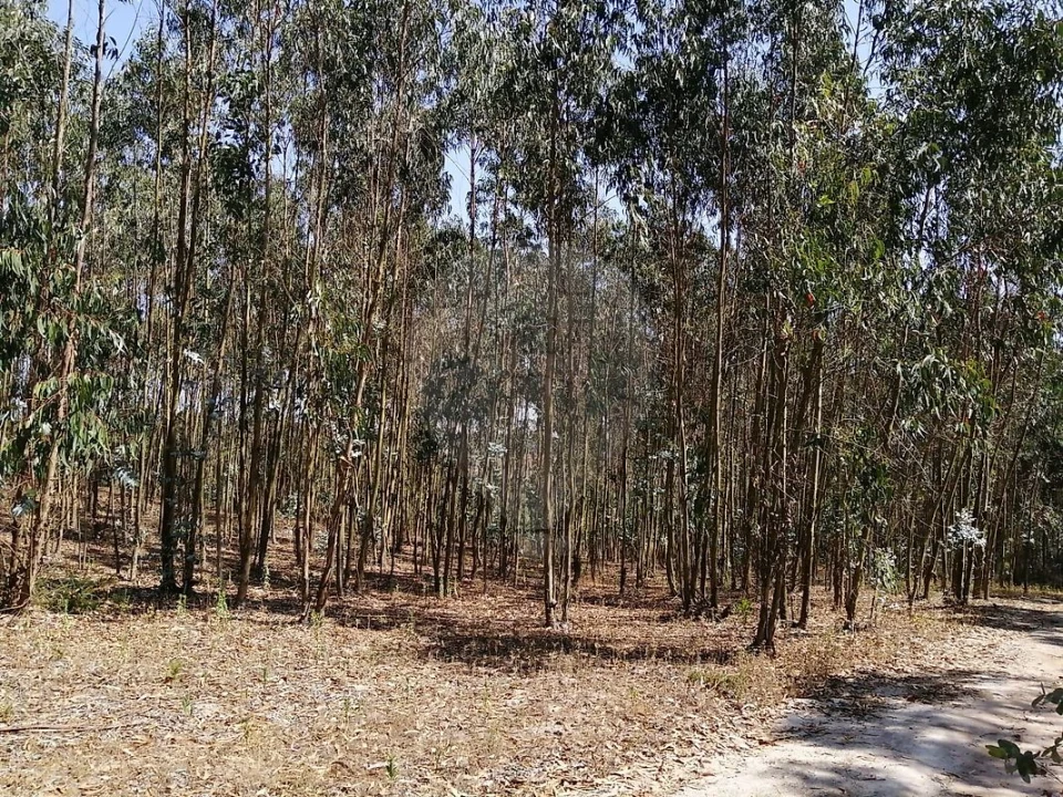 Terreno para Venda em Ponte do Rol Foto 8