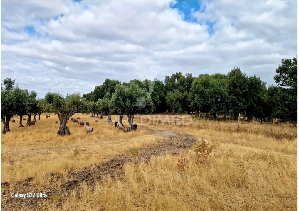 Terreno para Venda em Torrão Foto 10