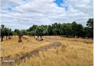 Terreno para Venda em Torrão
