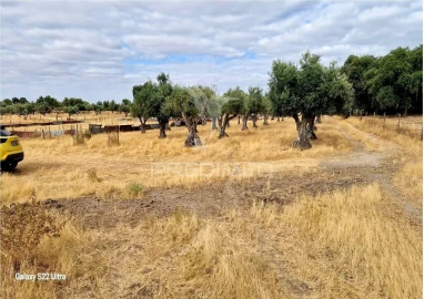 Terreno para Venda em Torrão