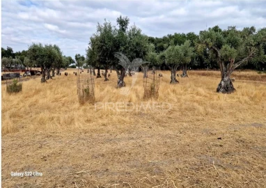 Terreno para Venda em Torrão
