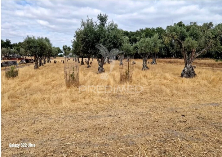 Terreno para Venda em Torrão Foto 12