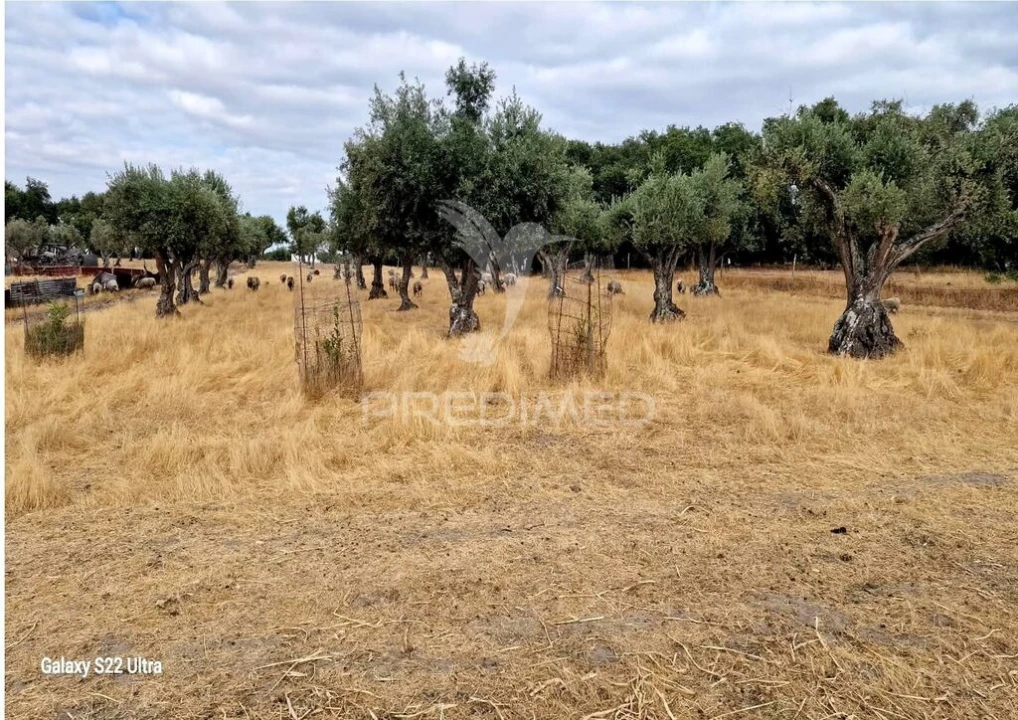 Terreno para Venda em Torrão Foto 12