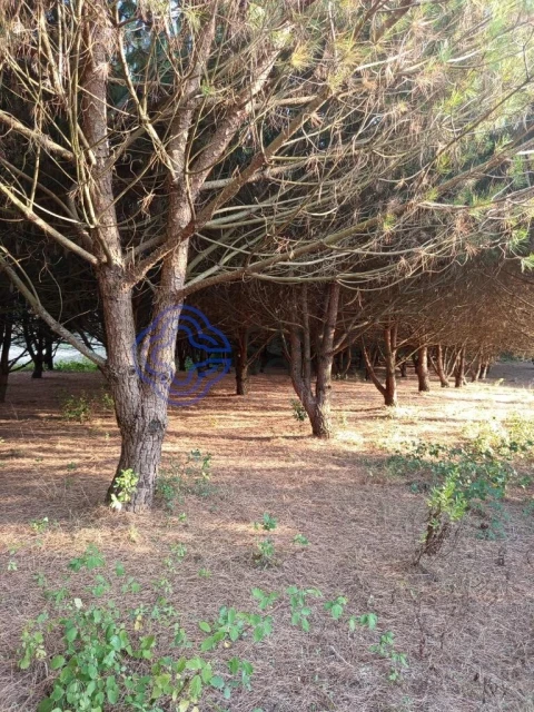Moradia T3 para Venda em Vidais
