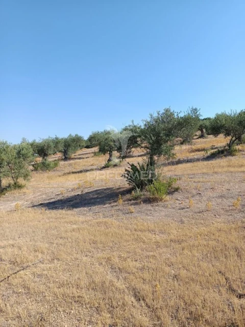 Terreno para Venda em São João Baptista